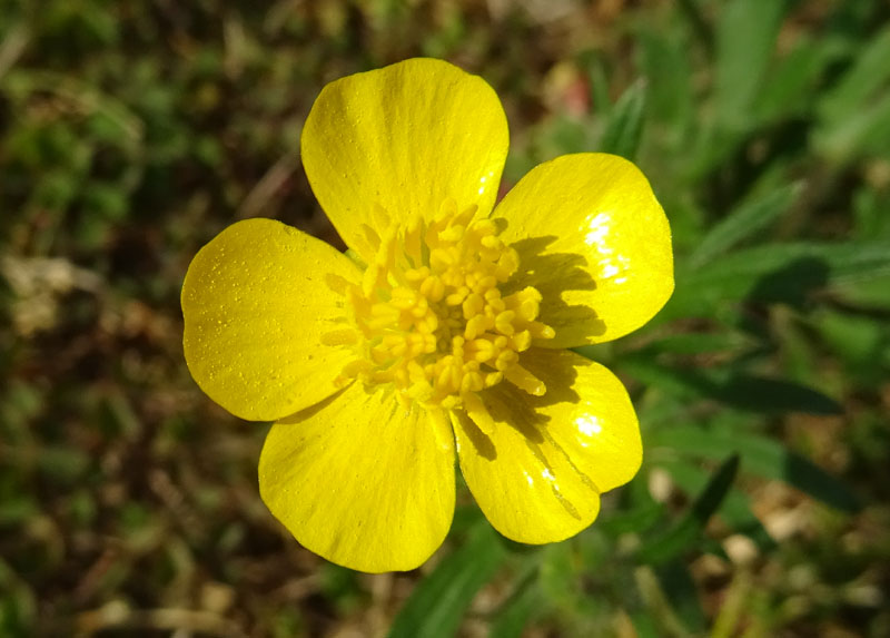 Ranunculus bulbosus - Ranunculaceae